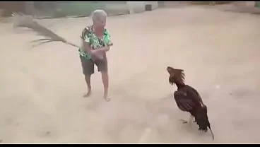 Luta insana de uma velha e um galo tuff ego