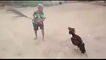 Luta insana de uma velha e um galo tuff ego